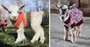 3 Newborn Goats Get Tiny Hand Knit Sweaters To Stay Warm Bored Panda