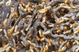 In order to kill termites in wood, a product called termidor can be mixed with water and spread around the outside of a home. How To Get Rid Of Termites Pesthow