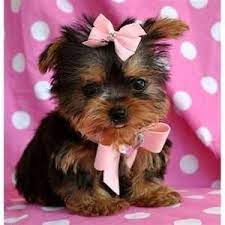 12 panel tcup clia (case of 25) $156.25. Tcup Yorkie Teacup Yorkie Puppy Yorkie Puppy Teacup Yorkie
