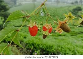 Image result for Rubus rosifolius