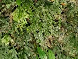 Image result for Polyphlebium