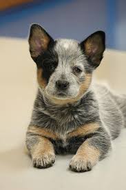 Our australian cattle dog puppies for sale come from either usda licensed commercial breeders or hobby breeders with no more than 5 breeding mothers. A Line Australian Cattle Dogs Home Facebook