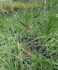 Image result for Cayratia gracilis