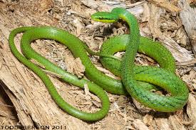 Image result for Lepidagathis pallescens