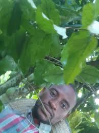 Mistletoe in Tucson Trees