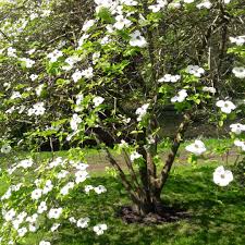 Cornus 'eddies white wonder' is a hybrid cross between the pnw native cornus nuttallii and the eastern u.s. Cornus Kousa Eddie S White Wonder Flowering Dogwood Uploaded By Balsandhu