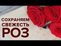 что надо делать чтобы розы дольше стояли в вазе Kak Sohranit Rozy V Vaze Namnogo Dolshe 6 Pravil Youtube