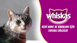 Kedimizi Ne Siklikta Ve Ne Kadar Mamayla Beslemeliyiz Whiskas Ile Faydali Bilgiler 1