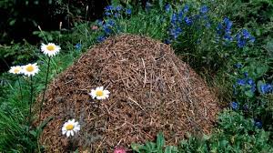 Sie können störende ameisen im garten bekämpfen, sollten sie aber möglichst nicht töten. Ameisenhugel Und Andere Nester So Leben Ameisen