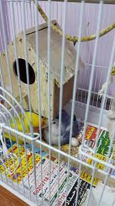 Caring For Newborn Lovebirds Love Birds Urban Chickens Chicken Incubator