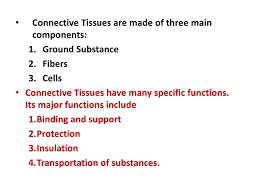هستو عملي د ايوب 23 10 Connective Tissue Ppt Download