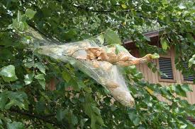 Their distinctive bark and beautiful leaves make them prized shade and ornamental trees. Silk Webbing Extension Entomology