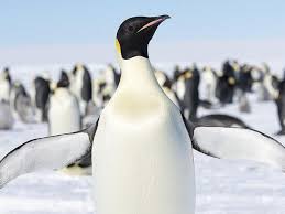 First attested in the 16th century in reference to the auk of the northern hemisphere; Penguins Do Have Wings They Are Called Flippers