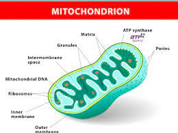 Mitochondria The Powerhouses Of The Cell Act Like A Digestive System Converting Biochemical Energy From Nutrients Into Adeno Mitochondria Mitochondrial Lyme