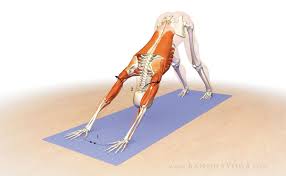 Hi Folks In Our Last Post We Discussed Joint Rhythm For The Shoulders In This Blog Post I Want To Share Some Yoga Anatomy Online Yoga Downward Facing Dog