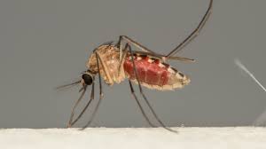 Here are some of those factors, as well as what you can do to shorten their lifespan. Why Do Mosquitos Love You Real Simple