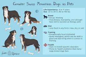 Greater Swiss Mountain Dog Swissys Full Profile History