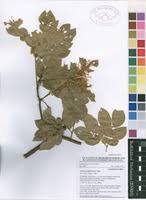 Image result for Albizia grandibracteata