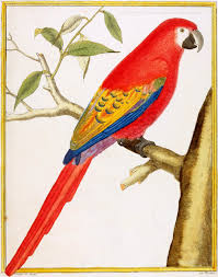 Image result for public domain tiny macaw