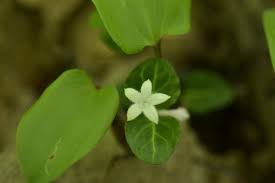 Image result for Momordica repens