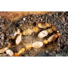 Called with a follow up for possible solutions and mr. One Time Termites Pest Control Services Delhi Ncr In Delhi Id 20458457012