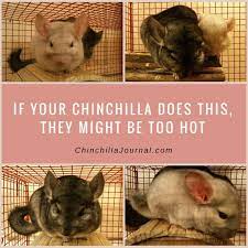 Pin On Chinchillas