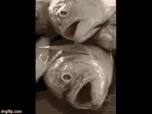 This is a major issue in terms of in conclusion, most dead betta fish will not float. Dead Fish Gifs Tenor