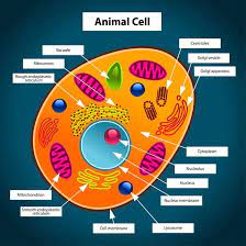 (a) determines the function and development of the cell. Animal Cell Cake Animal Cell Model Great Way For Students To Learn About The Different Parts Of A Cell T Animal Cells Model Animal Cell Animal Cell Project
