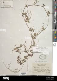 Image result for Rhynchosia luteola