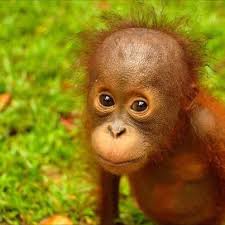 3 cute animal memes cute baby animals baby orangutan