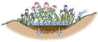 Learn about rain garden design from the diy network's made+remade, including tips on installing rain gardens and green landscape ideas. How To Build A Rain Garden Gardener S Supply