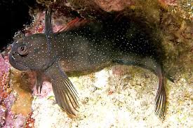 Image result for Cincinnobotrys