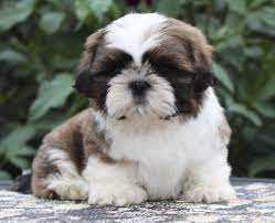 pin na doske shenki shi tcu