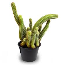 Buy cheap halloween wreaths online from china today! Rat Tail Cacti Plants Buy Online Trivandrum Gardentech