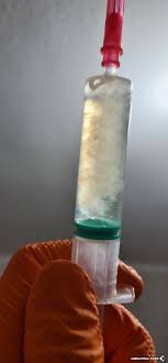 Golden Teacher, liquid culture vs. Spores | Forum Haszysz