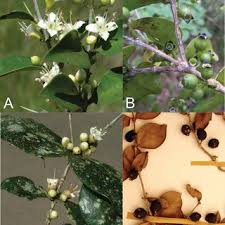 Image result for Memecylon torrei