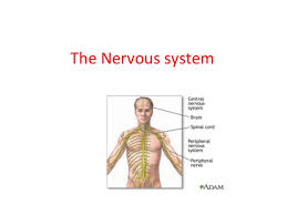 Central nervous system (part a). The Nervous System