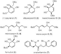 Image result for Uvaria schweinfurthii
