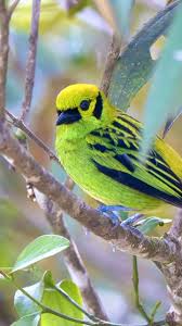 Image result for Monotes hypoleucus