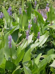 Image result for Pontederia