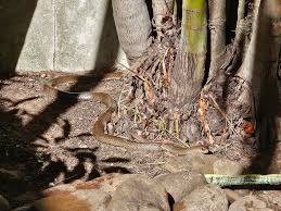 Image result for Dissotis melleri