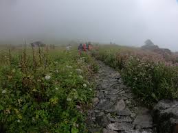 And since you are visiting a terrain that has nature, flora and fauna as its main highlight, you would want to visit it when it is at its full glory. Best Time And Season To Visit Valley Of Flowers National Park