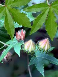 Image result for Hibiscus surattensis