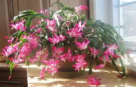 But now sales have spiked and it's all christmas trend for cacti is culmination of them becoming hottest plants of year according to a garden centre chain, cati sales have spiked by more than 50% the christmas craze for cacti — once only associated with dusty westerns and even dustier. Gardens In Japan Christmas Cactus Nature In Japan