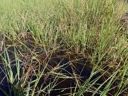 Image result for Vossia