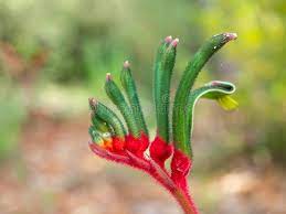 311 Kangaroo Paw Flower Photos Free Royalty Free Stock Photos From Dreamstime