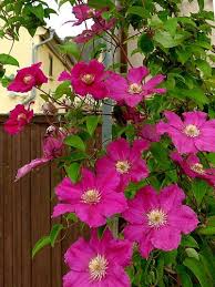 The ernest markham clematis is truly a wonder to behold! Clematis Hybride Ernest Markham Magenta