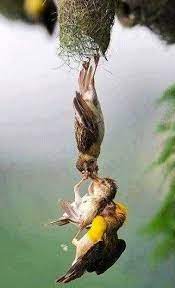 Baby Bird Being Saved After Falling From The Nest Beautiful Birds Animals Beautiful Pet Birds