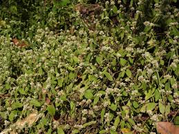 Image result for Alternanthera tenella
