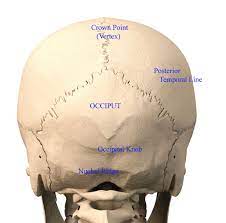 A thorough description is beyond the. Back Of Head Skull Anatomy Dr Barry Eppley Indianapolis Explore Plastic Surgery